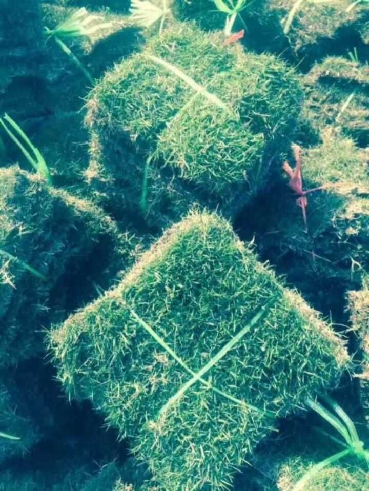 貴州大葉油草 大量供應(yīng)大葉油草和臺灣草 大葉油草圖片 大葉油草皮