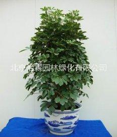 北京綠植租賃北京綠植租賃公司