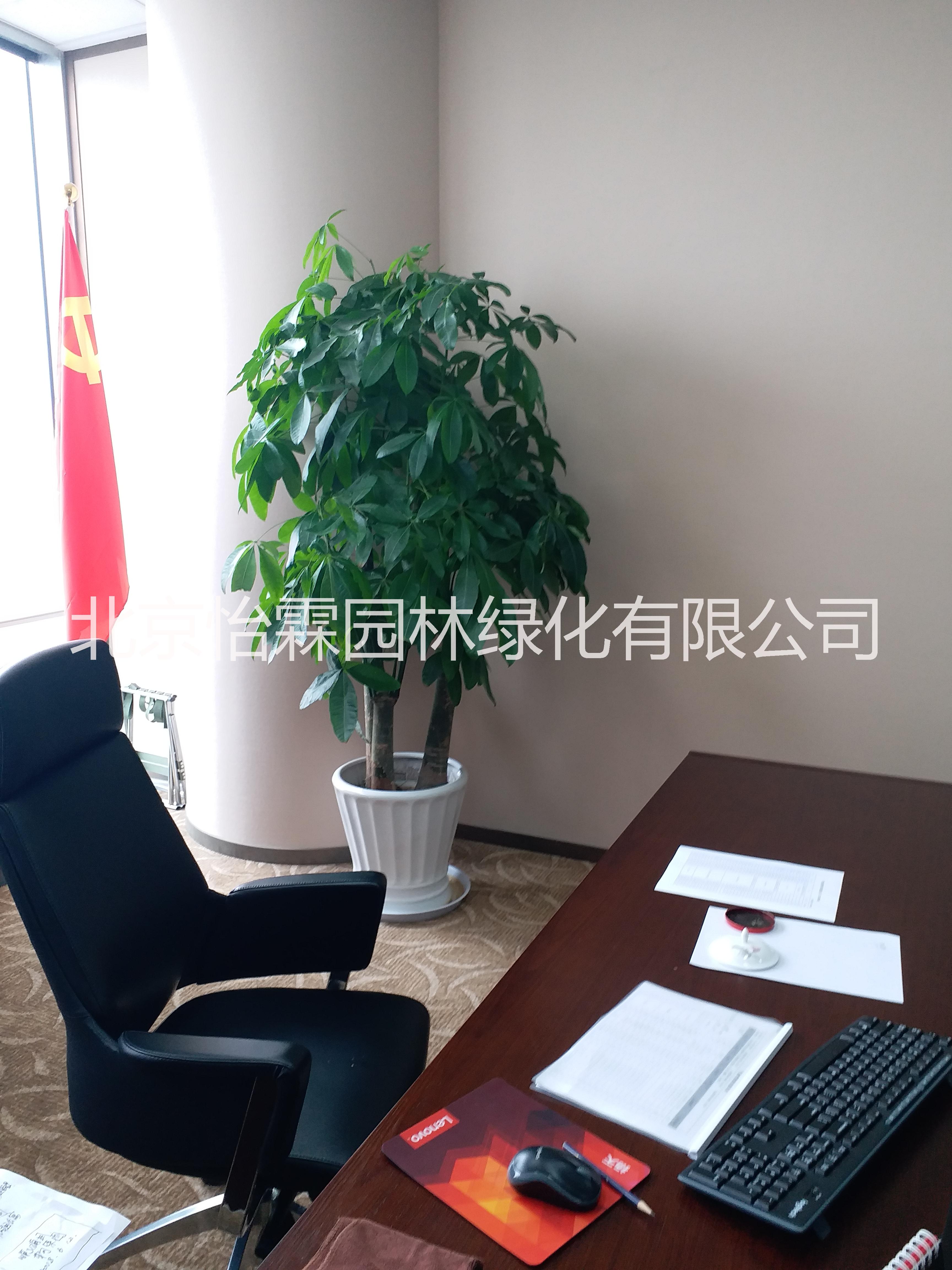 北京花卉出租北京花卉出租公司