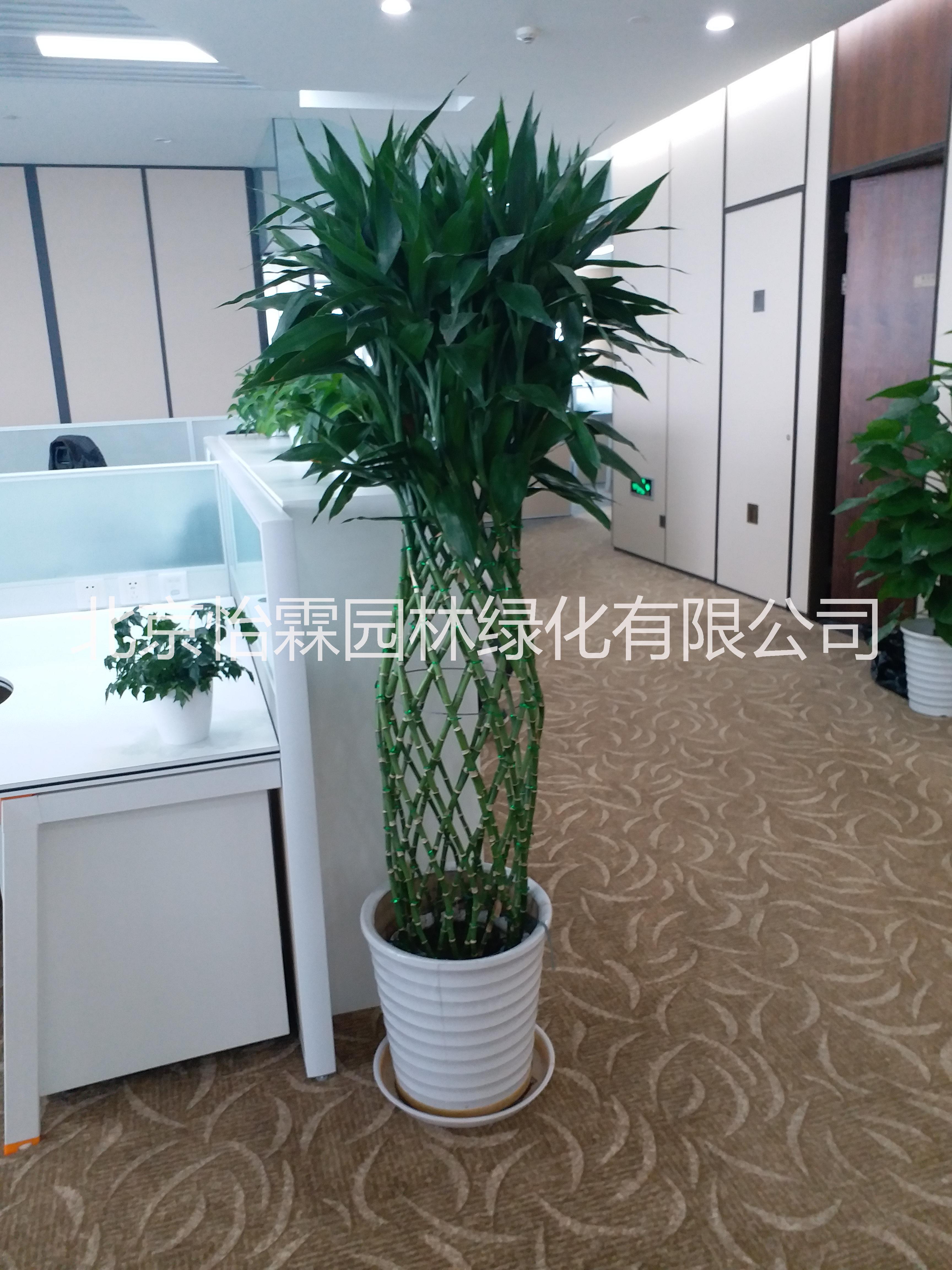 北京花卉租賃公司 北京花卉租賃公司北京花卉租賃