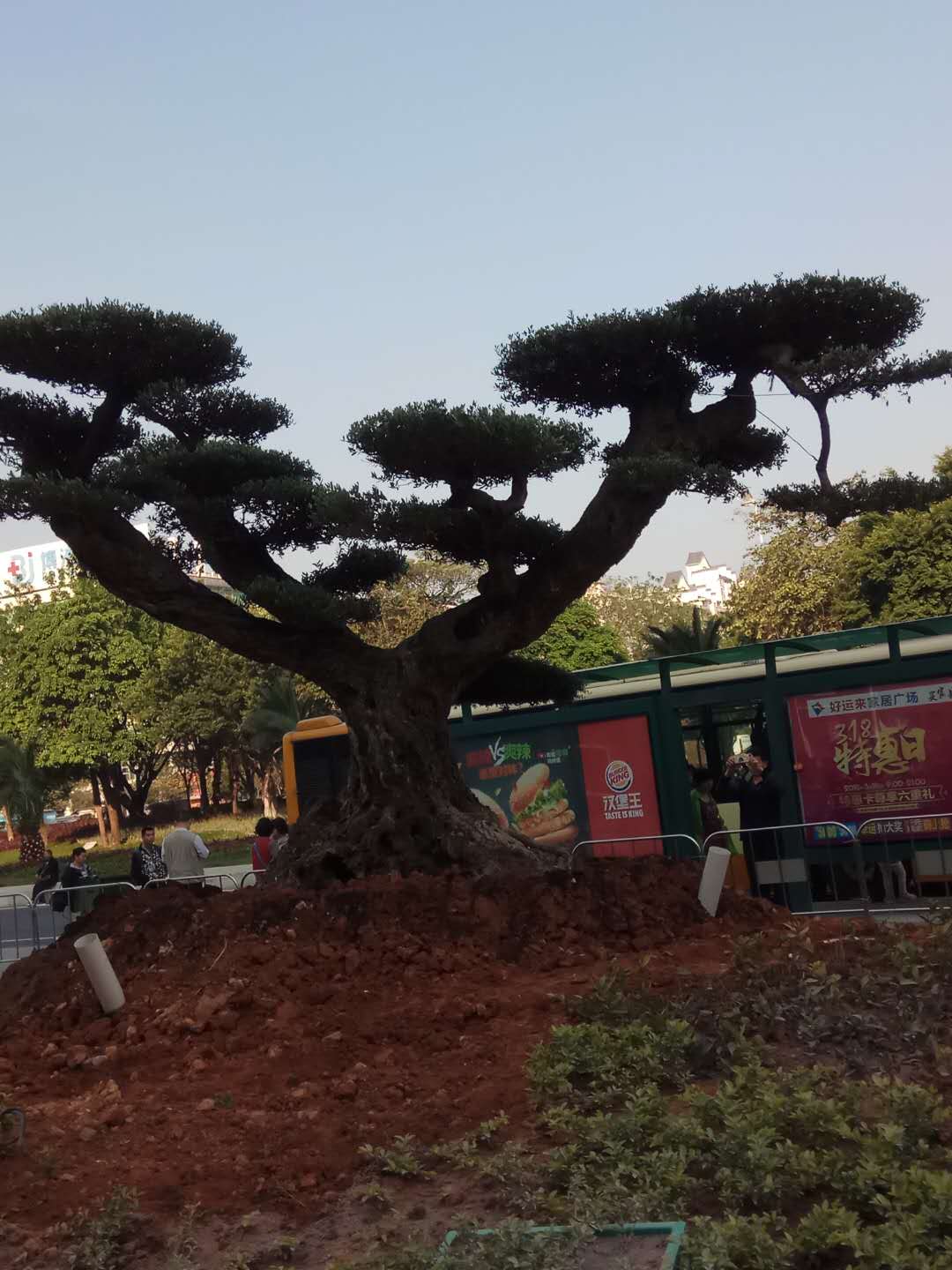 出售綠化樹苗 廣州苗木價格 廣州出售苗木 廣州苗木出售公司 廣州苗木出售基地 廣州出售綠化樹苗   廣州苗木種殖