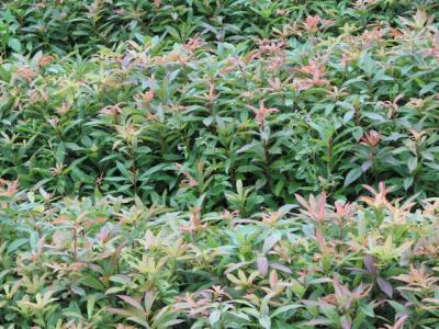 到底哪家好?福建木荷苗種植基地,木荷苗價格-清流縣嵩口新生苗木專業(yè)合作社