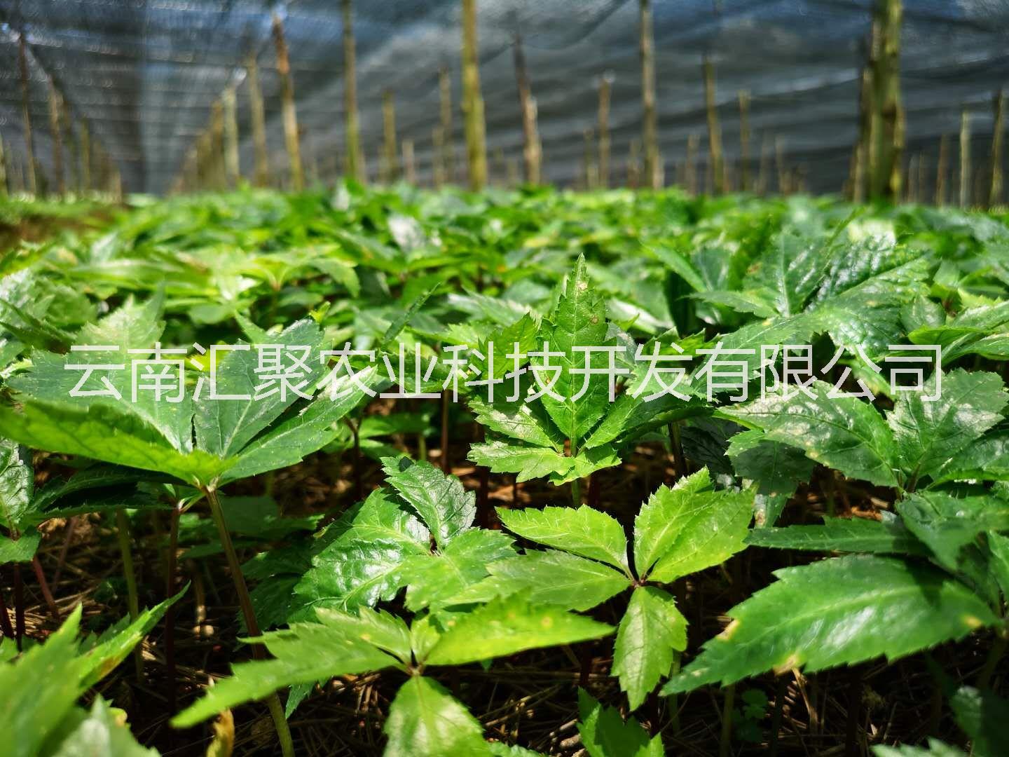 云南文山三七 基地直發(fā)保證鮮活