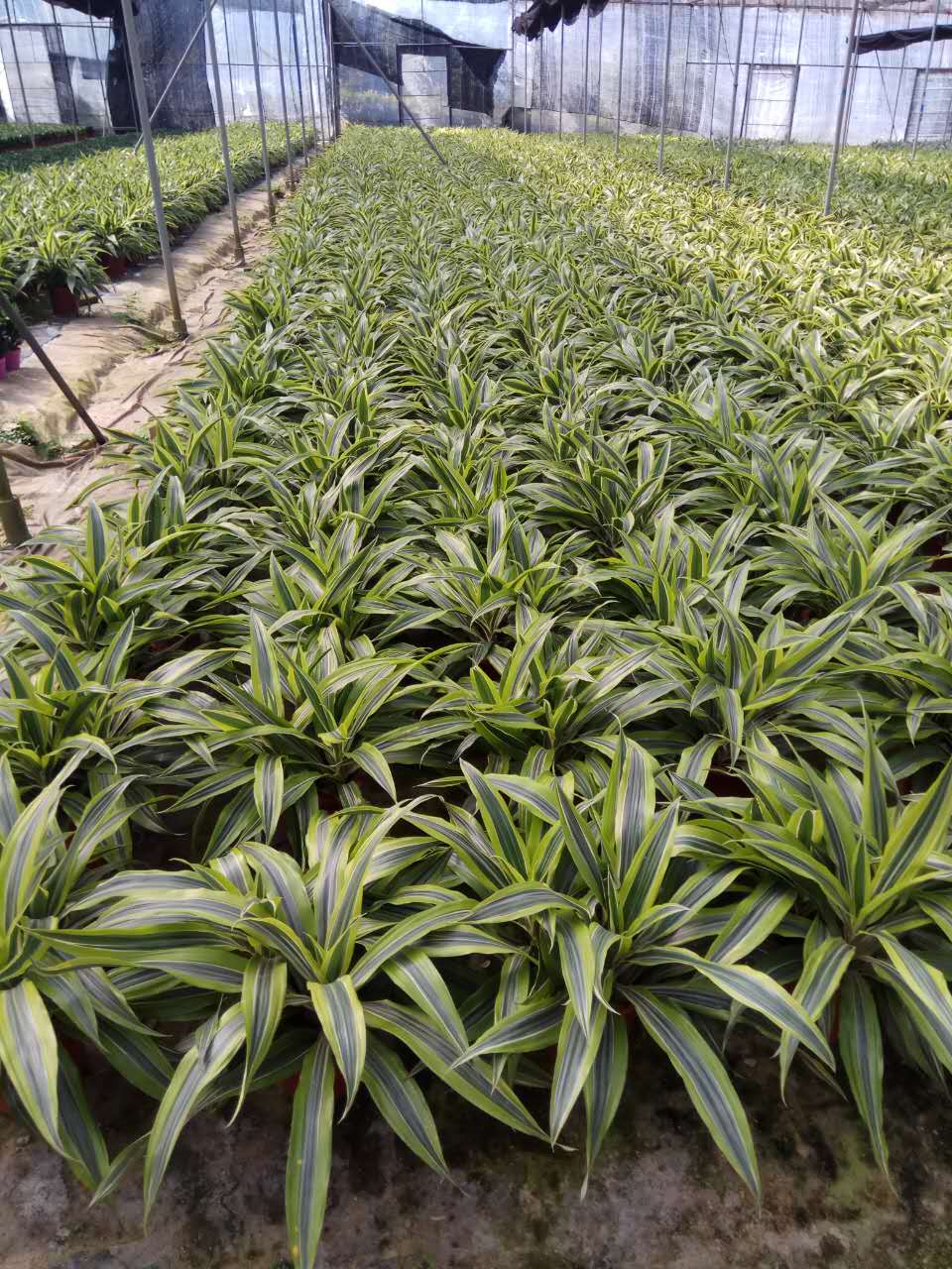 廣州苗木價(jià)格 廣州出售苗木 廣州苗木出售公司 廣州苗木出售基地 廣州出售綠化樹(shù)苗 廣州苗木批發(fā)市場(chǎng)  廣州種植樹(shù)苗