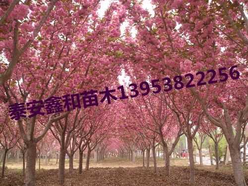 泰安櫻花 泰安櫻花|泰安櫻花樹|泰安櫻花苗