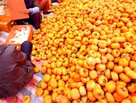 大磨盤柿子供應(yīng) 河北保定磨盤柿之鄉(xiāng) 量大質(zhì)優(yōu)