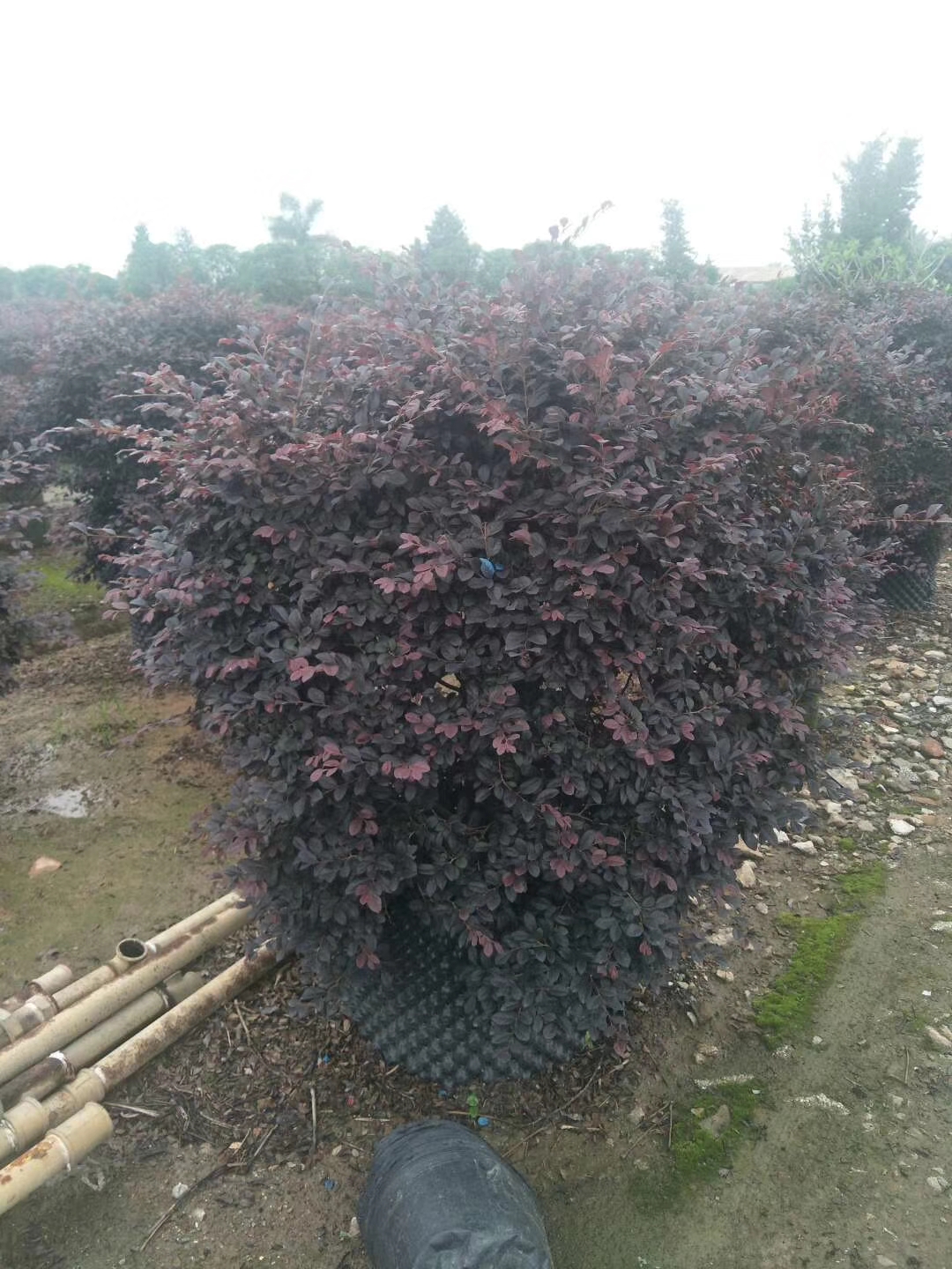 中山園林綠化  園林綠化紅繼木 中山園林綠化工程 園林綠化紅繼木批發(fā) 中山紅繼木基地