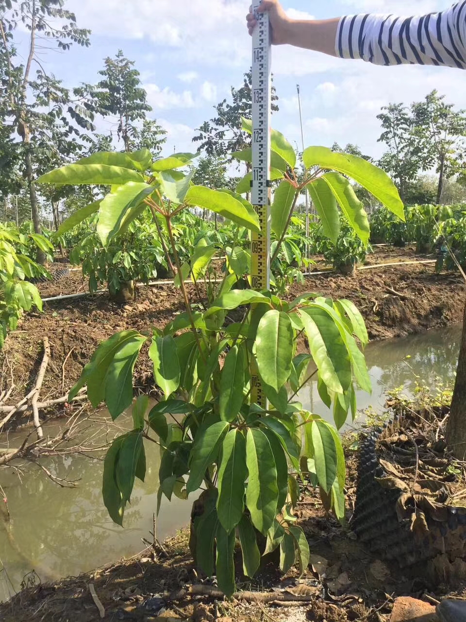 鴨腳木種植方法 中山鴨腳木種植基地 園林綠化效果 園林景觀設(shè)計(jì) 承接園林綠化