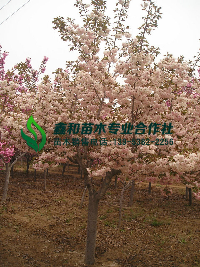 7公分8公分9公分櫻花樹價格 7公分8公分9公分櫻花價格