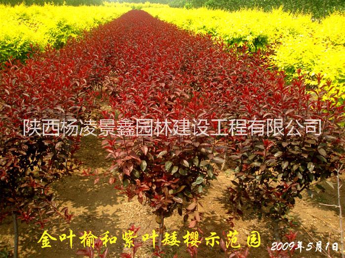 陜西紫葉矮櫻批發(fā)|紫葉矮櫻基地|紫葉矮櫻價格|紫葉矮櫻直銷|營養(yǎng)缽紫葉矮櫻|貨源充足*惠