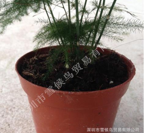 廣東文竹盆栽廠家直銷 廣東文竹盆栽廠家 深圳文竹盆栽批發(fā) 廣東文竹盆栽采購網(wǎng)