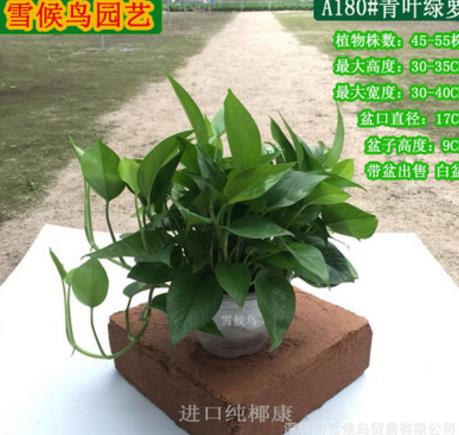 廣東青葉綠蘿盆栽廠家直銷 廣東青葉綠蘿盆栽價(jià)格 深圳青葉綠蘿盆栽批發(fā)價(jià)格 廣東青葉綠蘿盆栽采購平臺(tái)