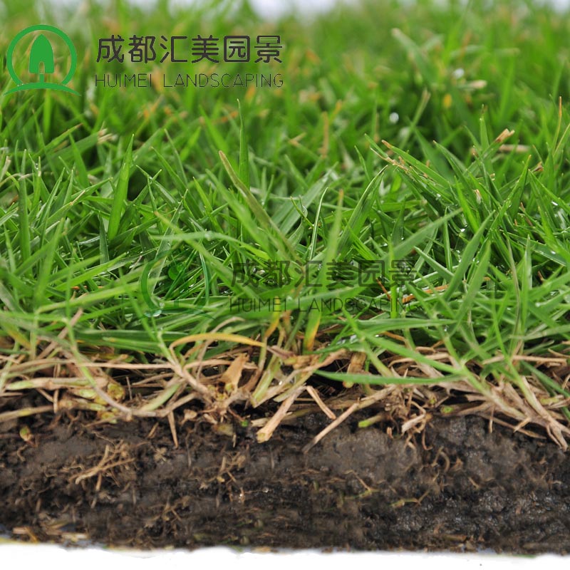 匯美園景供應臺灣二號草皮 成都綠化草皮出售 馬尼拉結(jié)縷草草坪