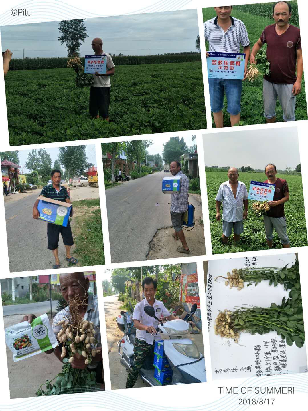 2018植物調(diào)節(jié)劑蕓多樂抗病增產(chǎn)蕓多樂花生效果觀摩會