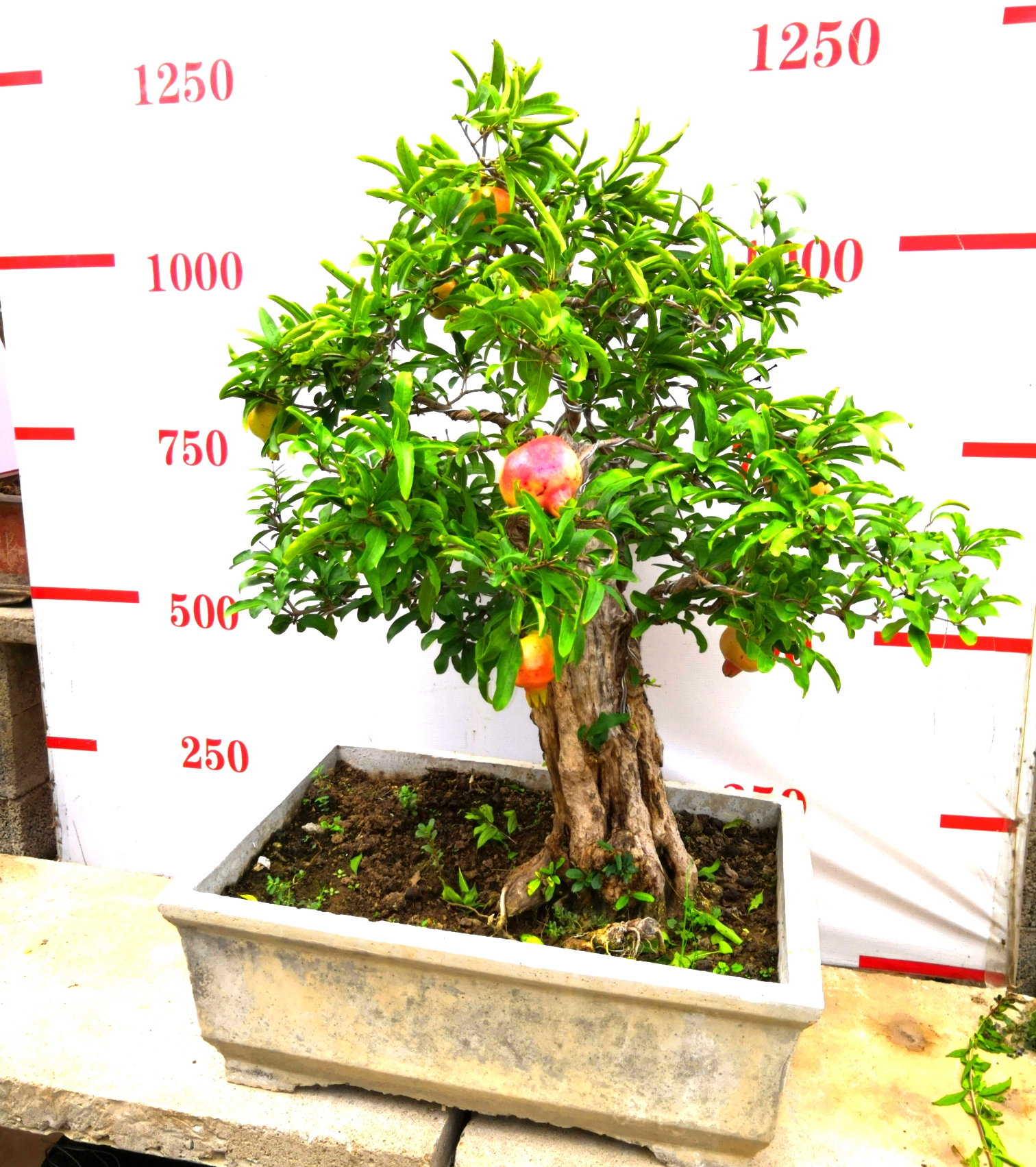 山東棗莊石榴盆景 山東棗莊石榴盆景，石榴盆景批發(fā)