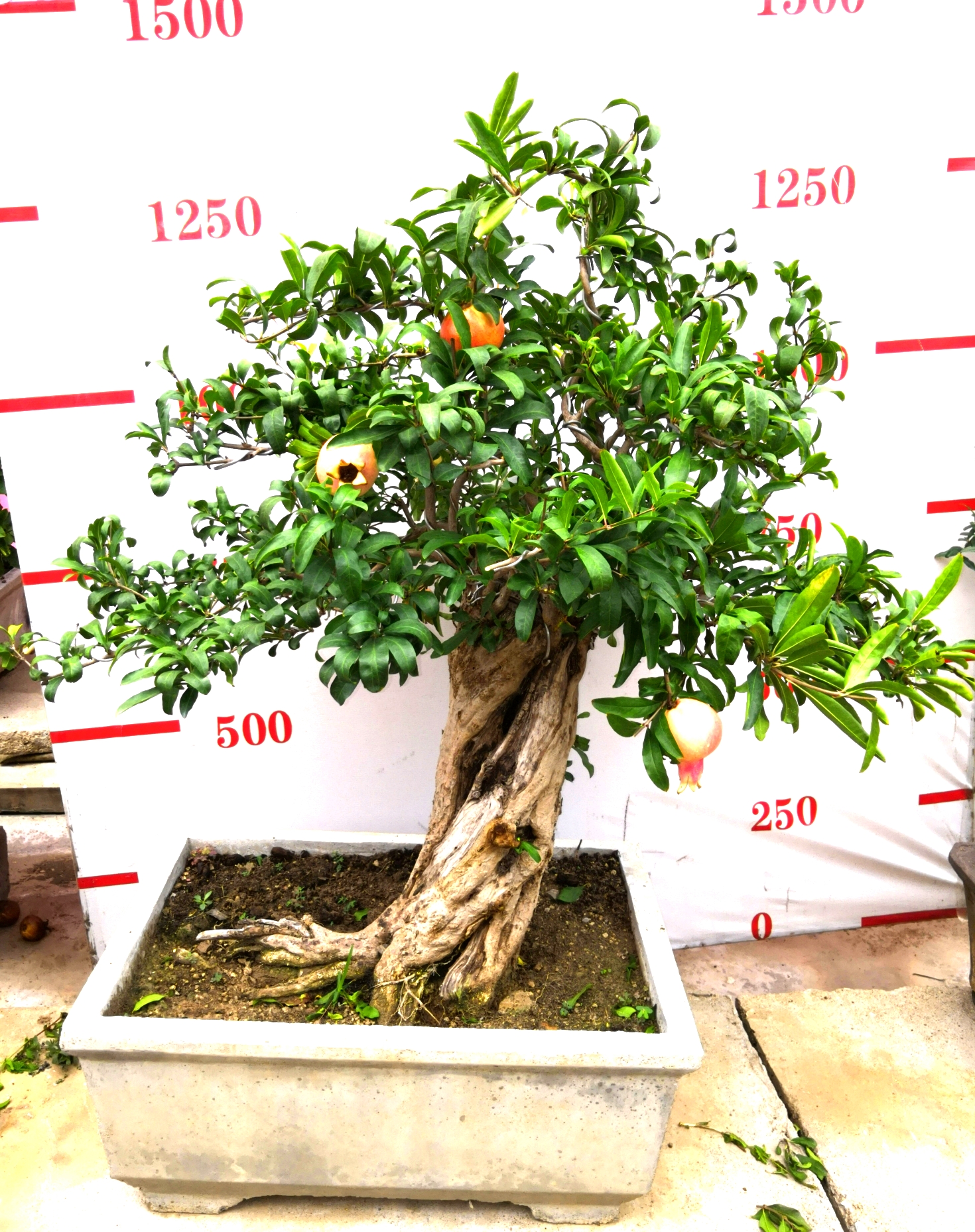 石榴盆景，石榴盆景價格