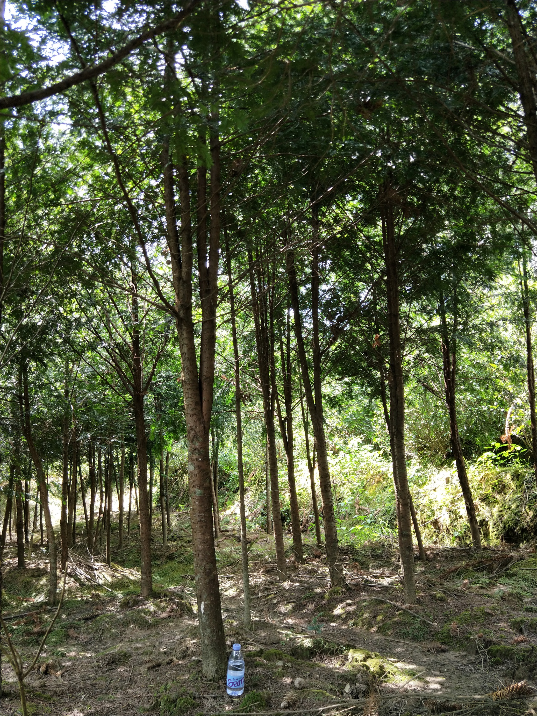 紅豆杉養(yǎng)殖方法紅豆杉價格18年紅豆杉相關(guān)信息紅豆杉