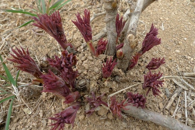 牡丹花 觀賞牡丹種植基地 菏澤多禾牡丹種植