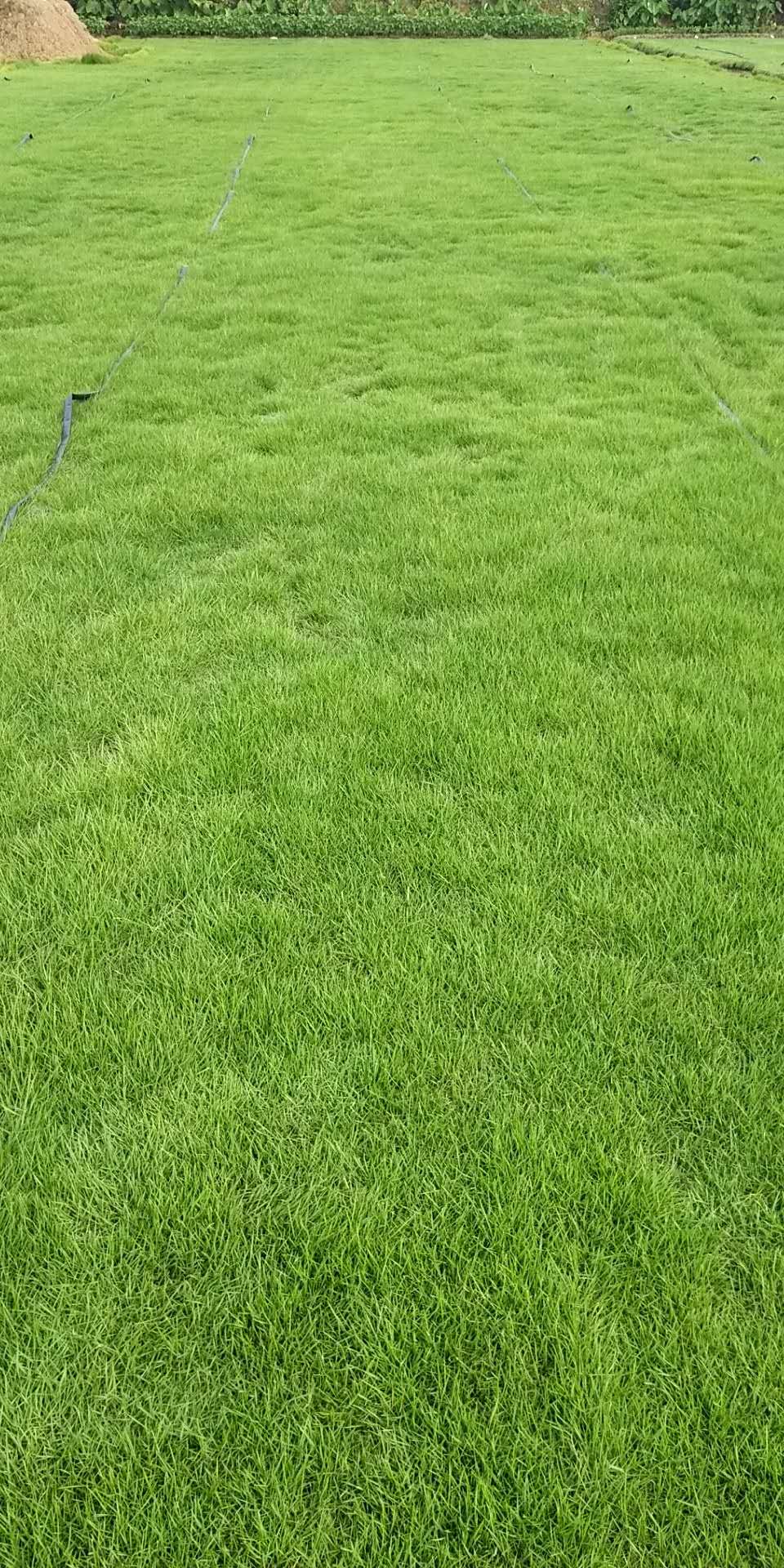 草皮基地 臺灣草皮 馬尼拉草 中山草皮批發(fā)價格 廣東中山草皮生產基地