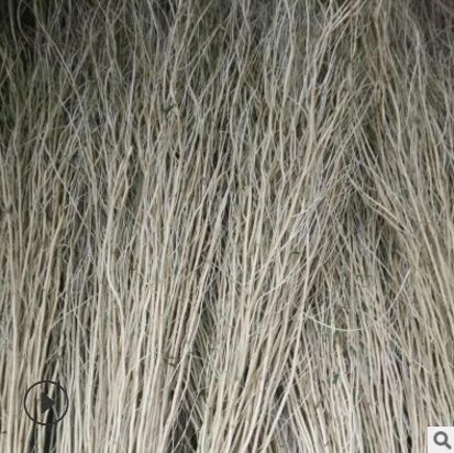 全國(guó)直銷 龍柳 龍柳廠家批發(fā) 龍柳供應(yīng)商 龍柳批發(fā)供應(yīng)商 水培龍柳廠家 龍柳干支供應(yīng)商