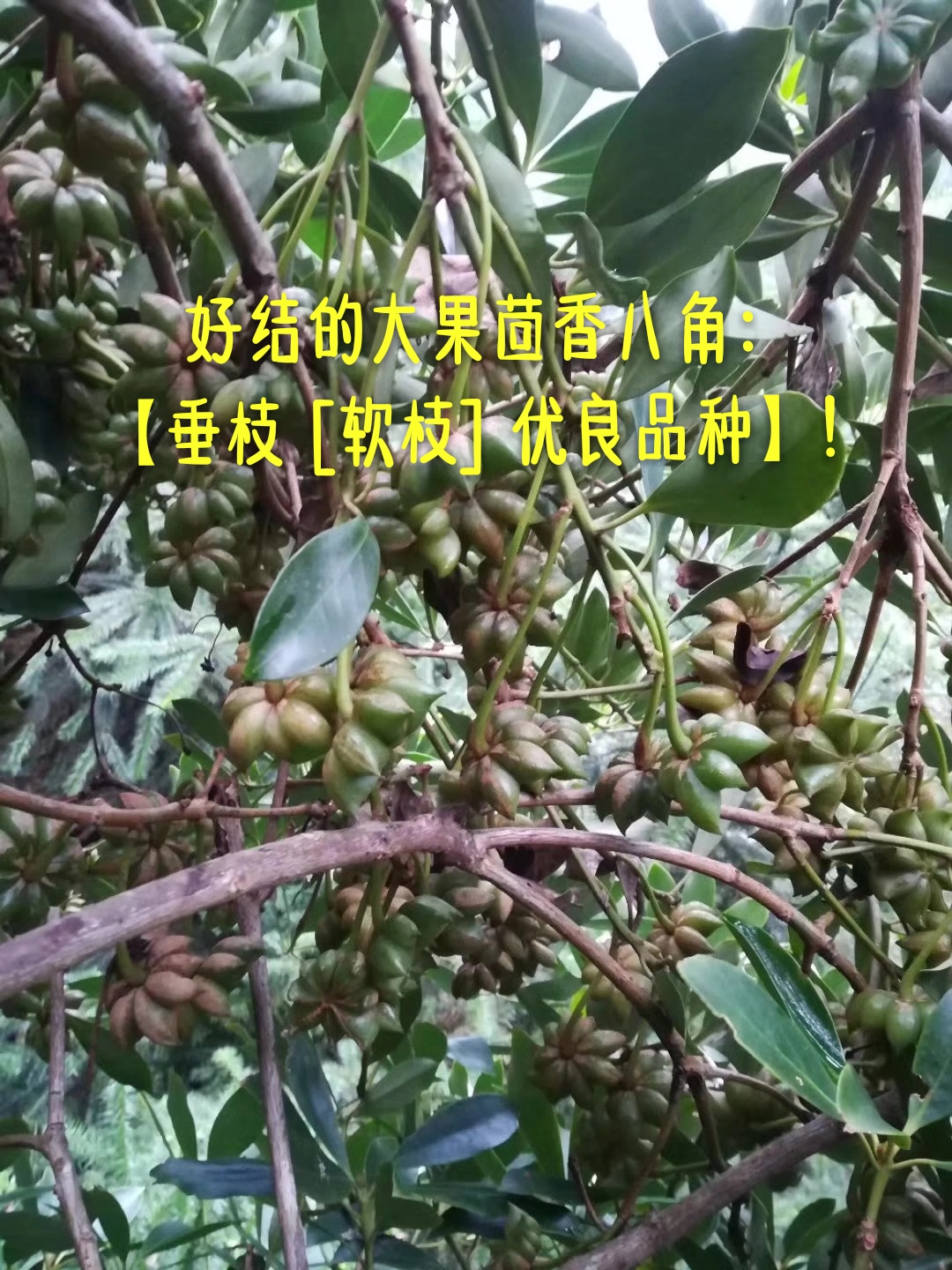 優(yōu)品質好結的茴香八角 八角種子價格 茴香八角價格 八角種子批發(fā) 茴香八角價格價格 八角種子價格批發(fā) 八角價格批發(fā)