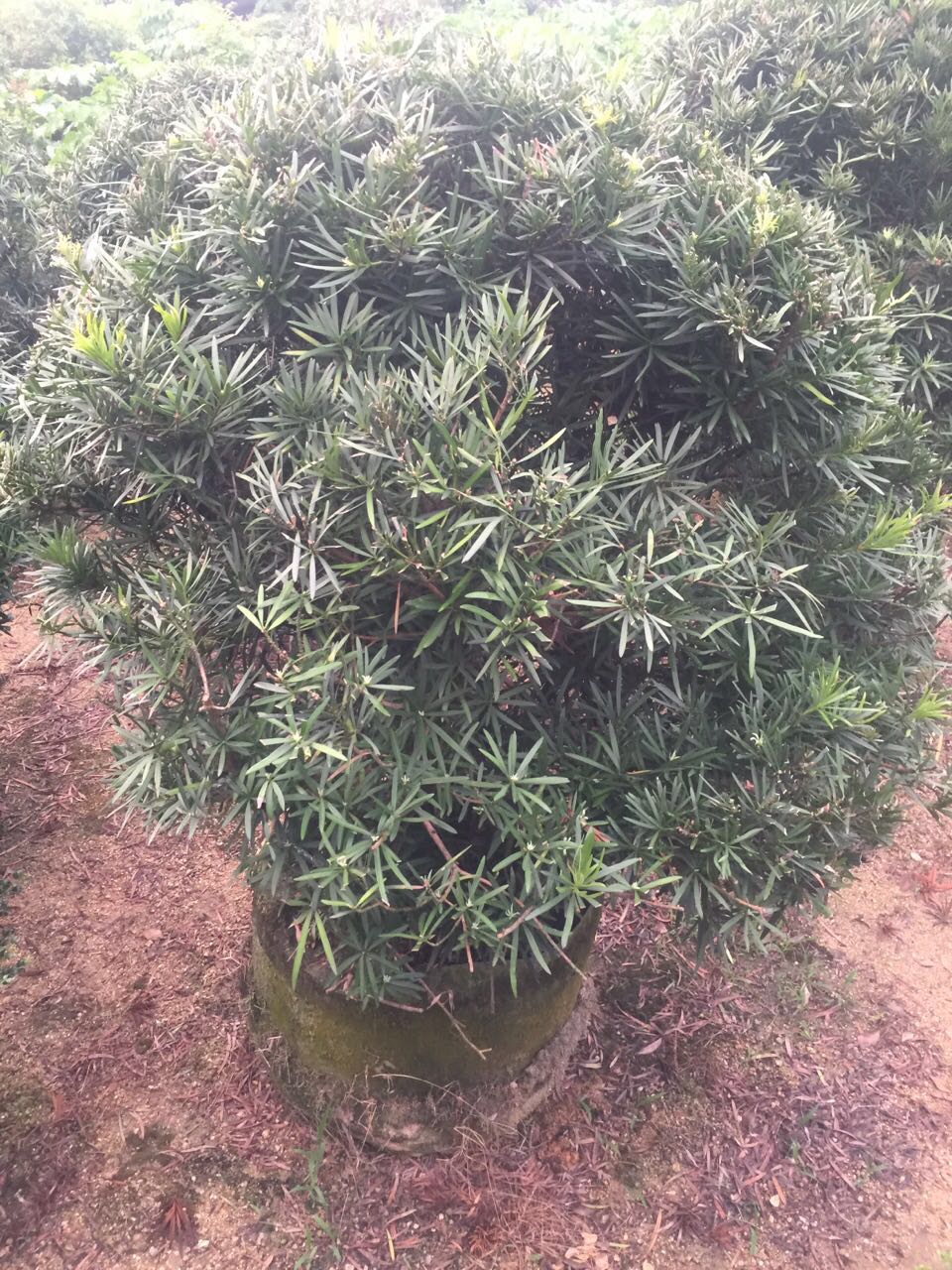 亭園設(shè)計(jì)，園林景觀。羅漢松