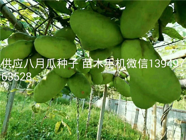 供應(yīng)八月瓜苗木350萬株