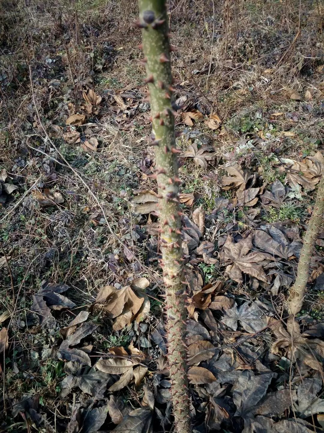 供應(yīng)刺楸苗木5萬株