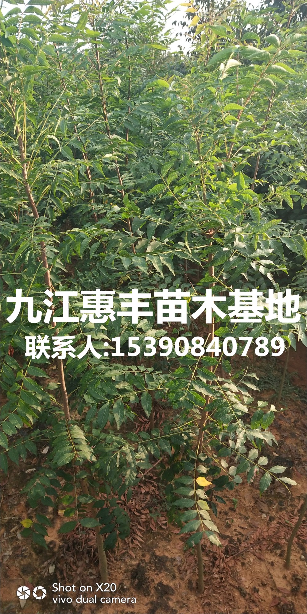 黃連木小苗基地/批發(fā)黃連木小苗