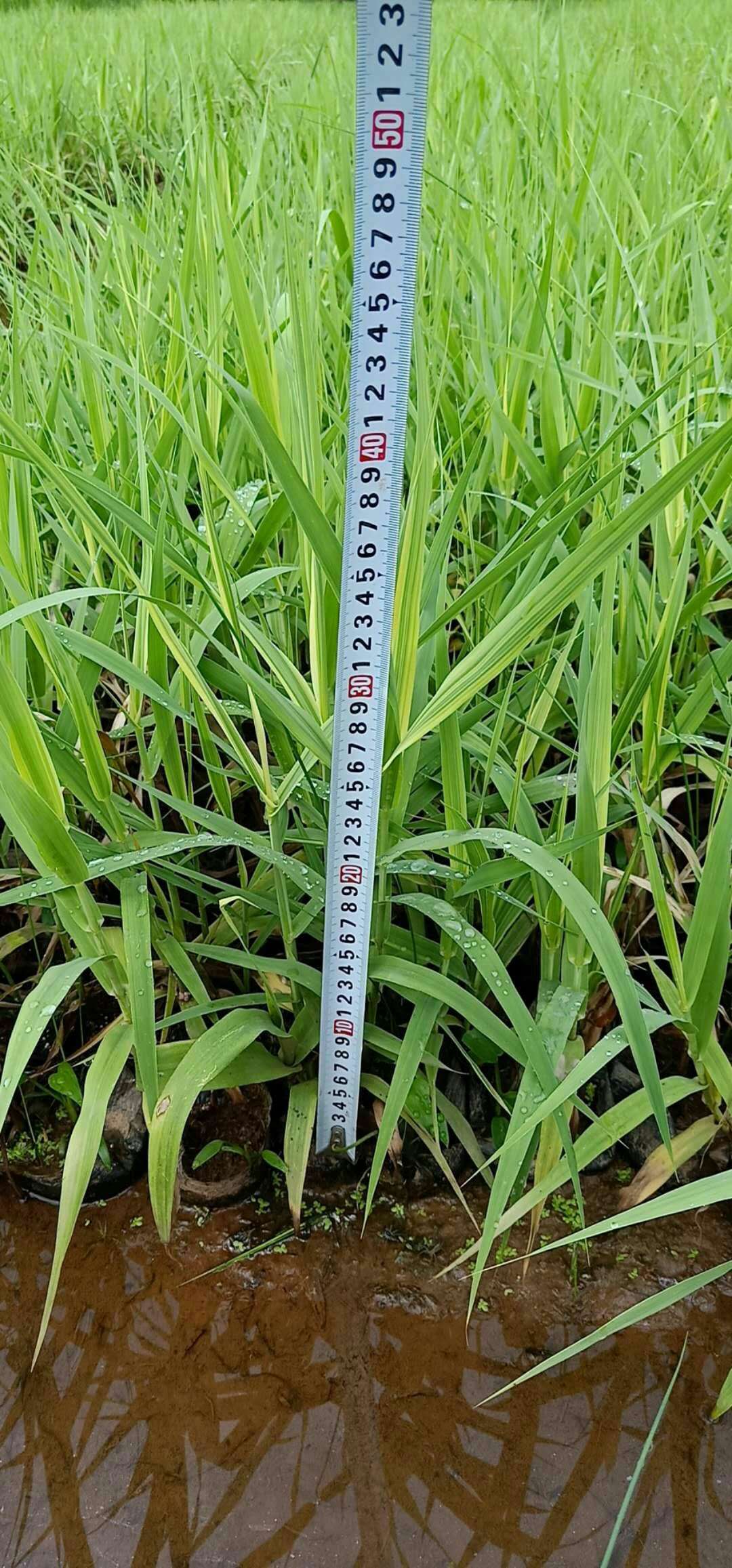 廣西花葉蘆竹基地直銷｜廣西哪里賣花葉蘆竹|廣西水生植物基地|廣西水生植物哪家好