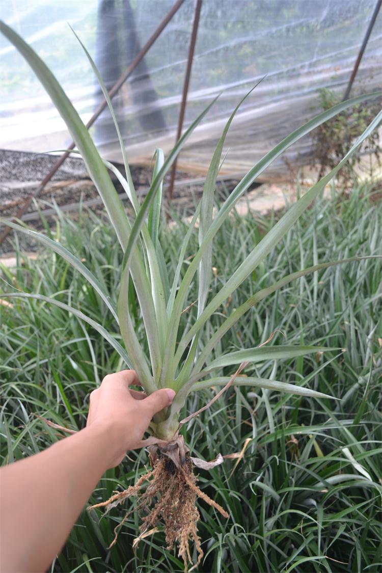 臺(tái)灣無(wú)刺金菠蘿苗 臺(tái)灣金鉆鳳梨苗 香水菠蘿苗 地菠蘿樹(shù)苗 合作社基地批發(fā)優(yōu)質(zhì)果樹(shù)苗