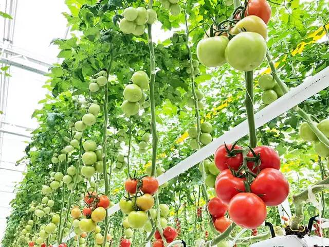 無土栽培種植  山東一道農業(yè)科技有限公司