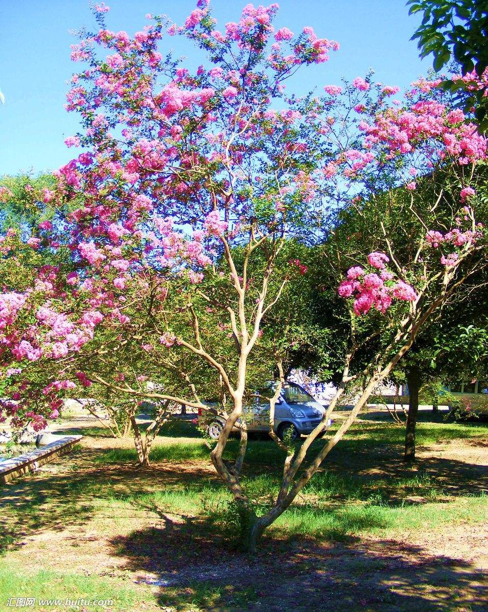 江蘇紫薇苗木基地，江蘇紫薇苗木價格，江蘇紫薇苗木批發(fā)價格