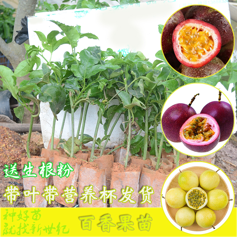 廣東黃金百香果苗 紫香一號百香果苗 廣西百香果樹苗 荔枝味黃金百香果苗 南方四季盆栽地栽