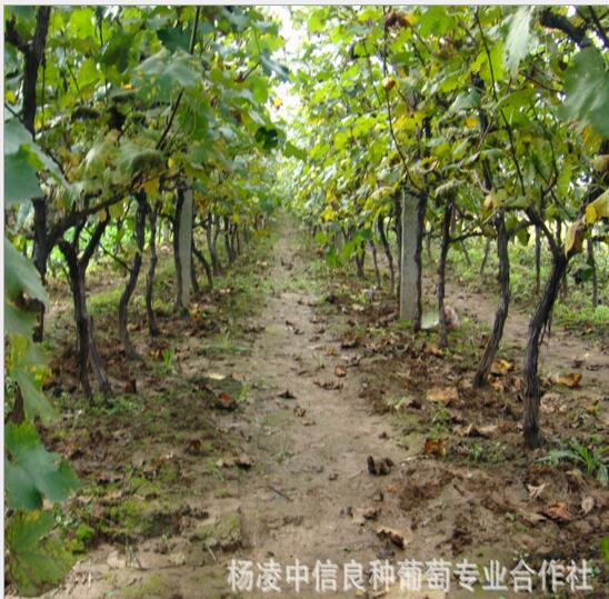 維多利亞供應(yīng)商  維多利亞 維多利亞葡萄苗 維多利亞批發(fā) 維多利亞批發(fā) 維多利亞價格