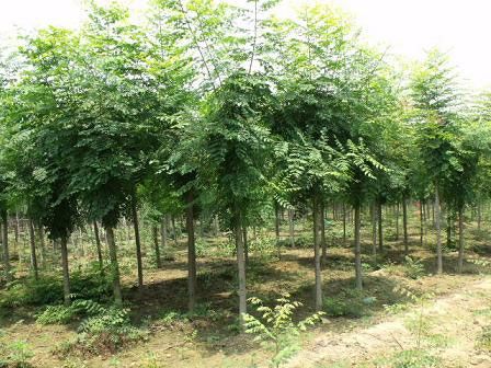 江蘇欒樹基地，江蘇欒樹苗木種植基地，*欒樹專業(yè)供應(yīng)商