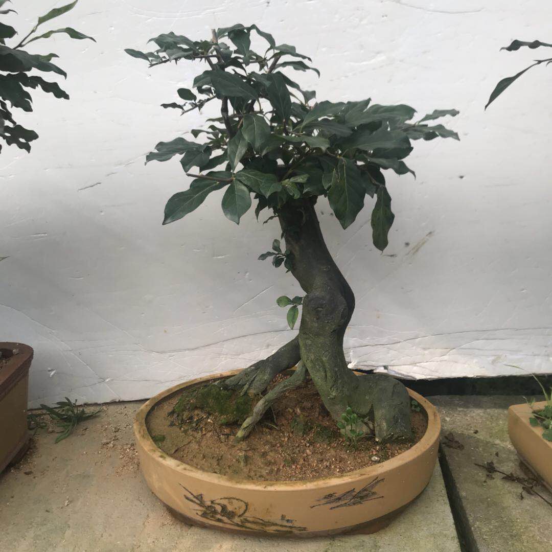 金彈子盆景_金彈子盆景供應(yīng)商_河南金彈子盆景供應(yīng)商