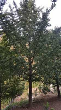 30公分園林景觀樹木-銀杏樹樹苗-廠家種植現(xiàn)貨批發(fā)  重慶銀杏樹批發(fā)基地