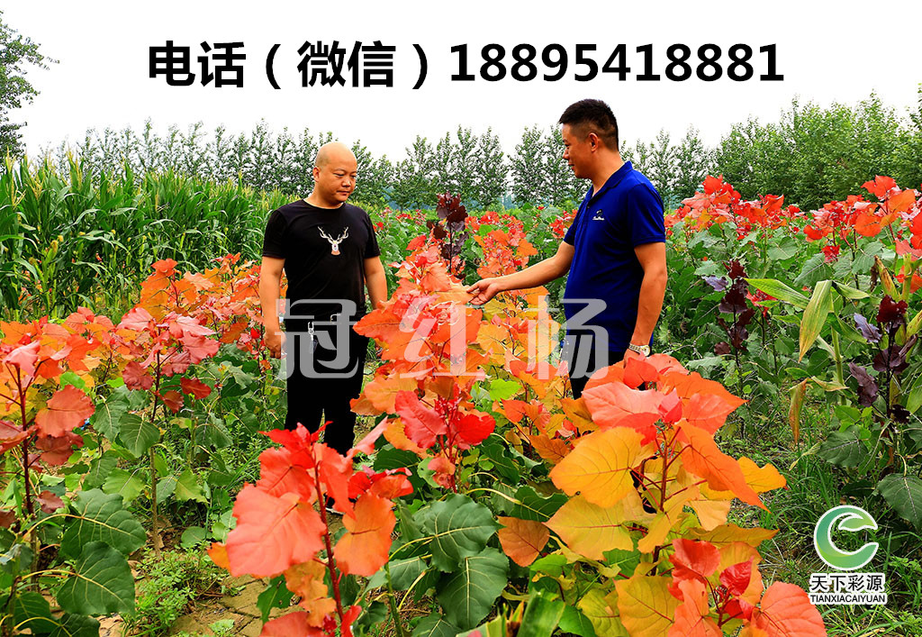 2018年楊樹新品種—冠紅楊 冠紅楊是什么