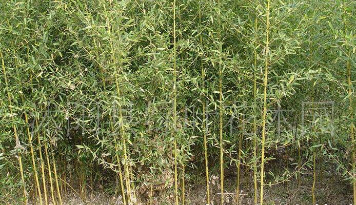 丹桂直銷(xiāo)  丹桂 丹桂批發(fā) 丹桂種植 江蘇丹桂 丹桂價(jià)格 丹桂供應(yīng)商