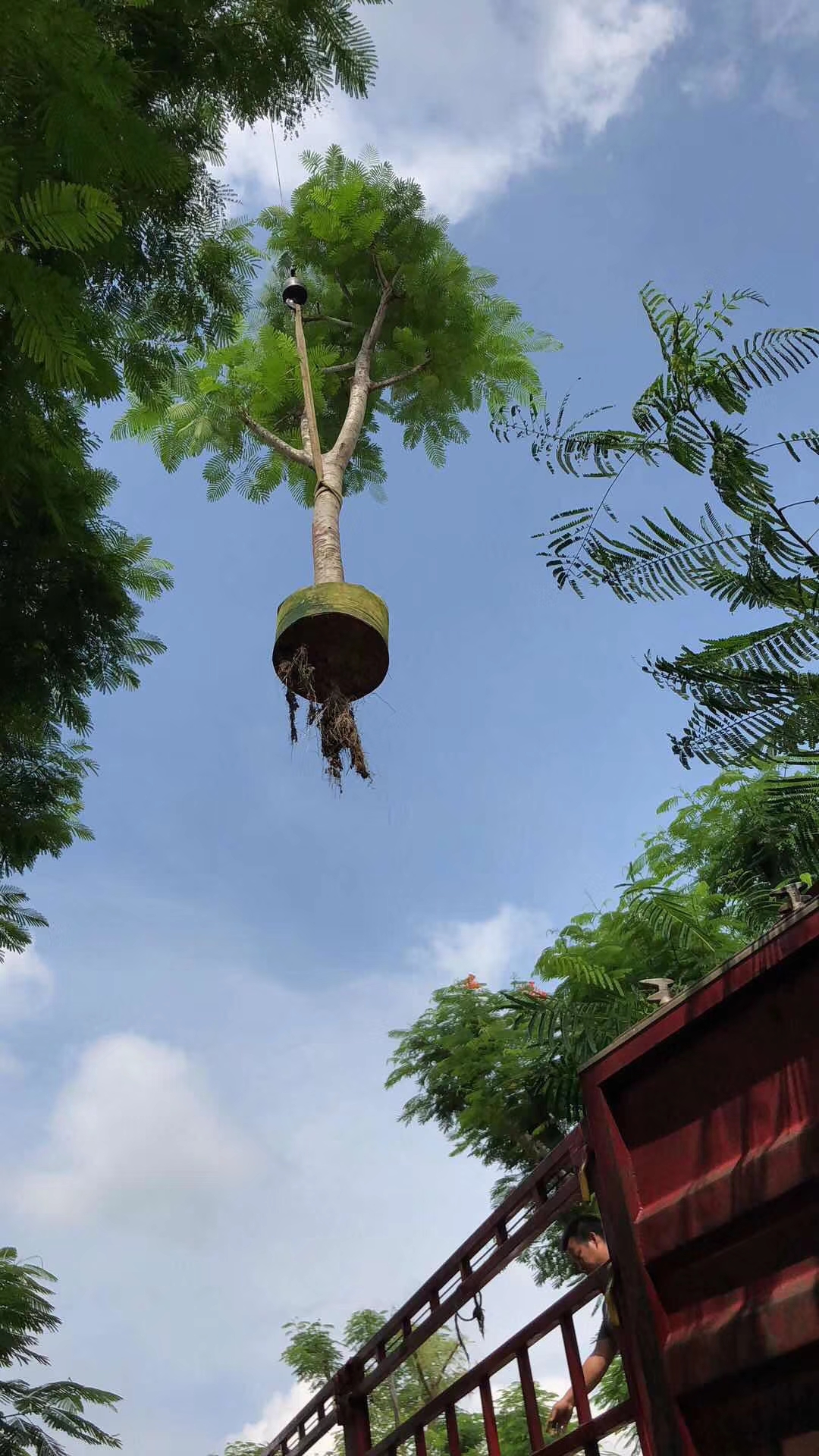 20公分鳳凰木袋苗價(jià)格多少普寧20公分鳳凰木袋苗產(chǎn)地