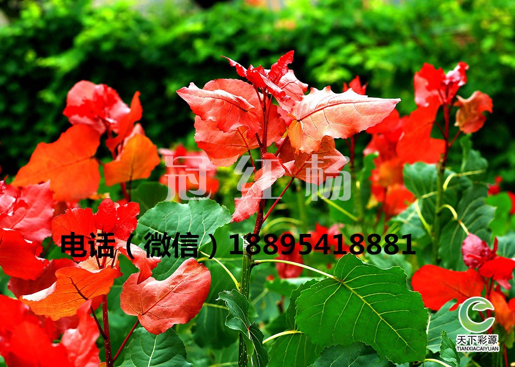 多彩冠紅楊未來園林城市發(fā)展樹種 多彩冠紅楊未來園林城市發(fā)展樹種冠