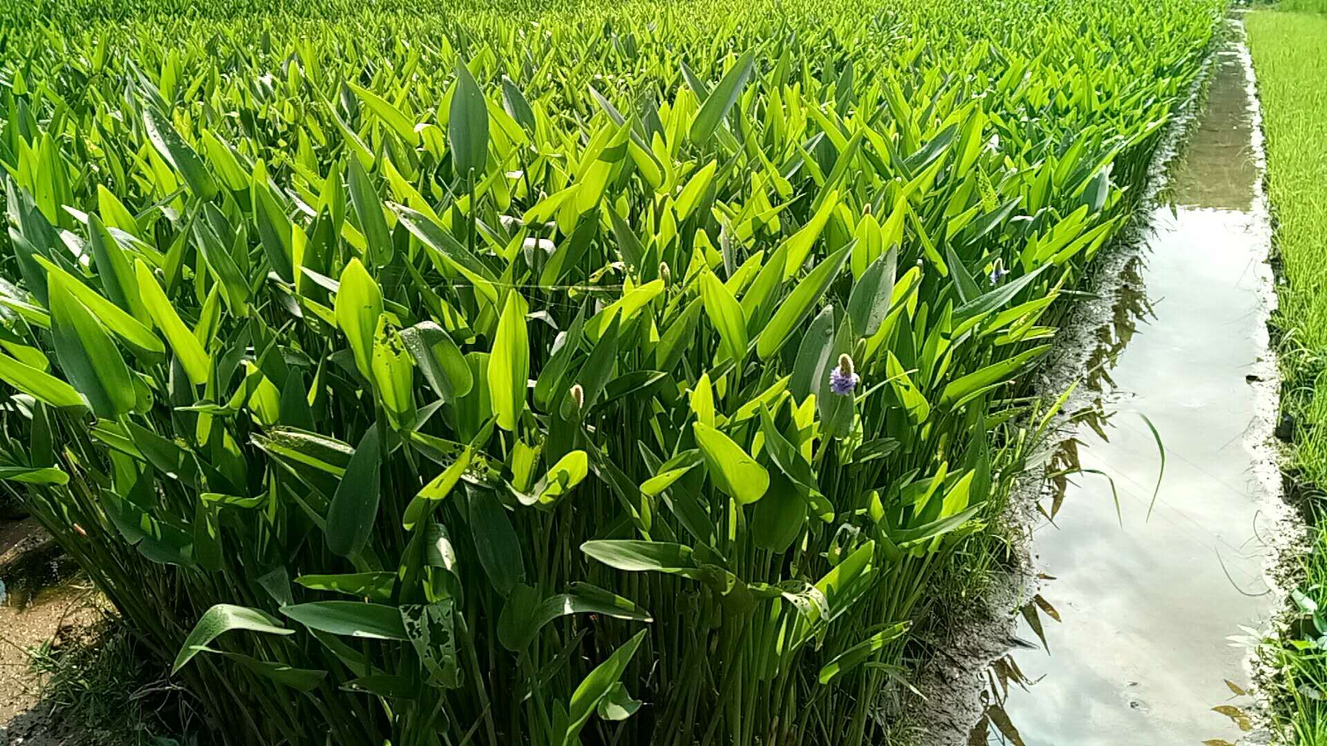 廣西水生植物|廣西水生植物批發(fā)|廣西水生植物批發(fā)基地|廣西水生植物批發(fā)價格