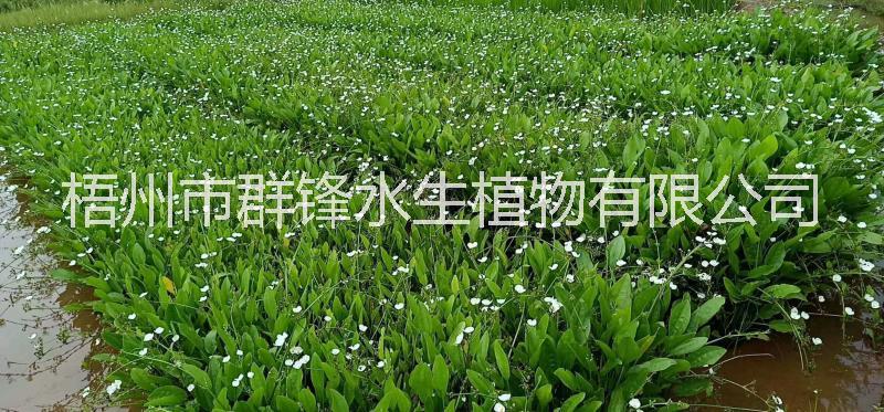 云南澤瀉基地直銷，海南澤瀉批發(fā)基地 云南澤瀉批發(fā)價(jià)格，云南水生植物批發(fā)，云南哪里有賣水生植物