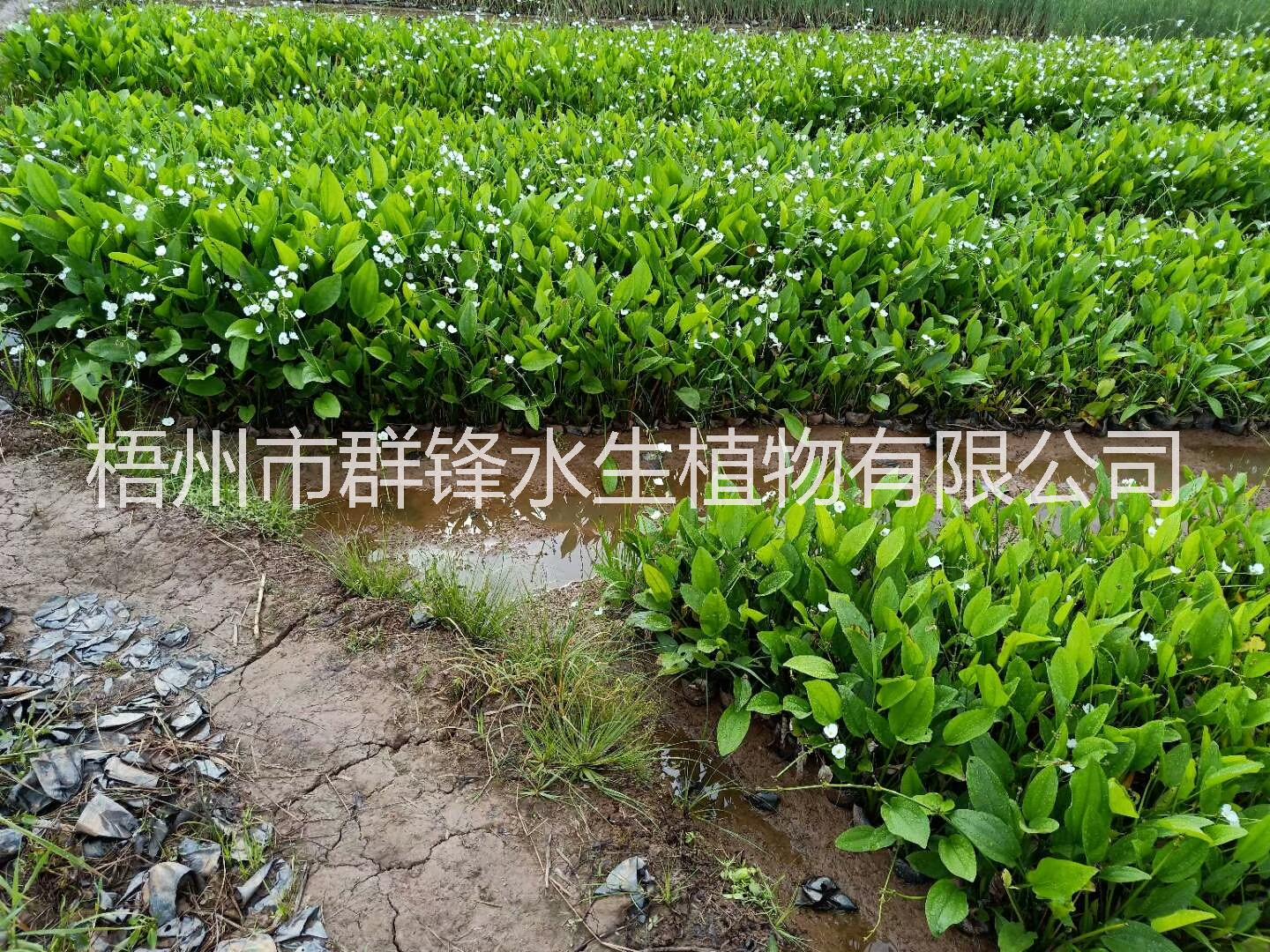 云南澤瀉基地直銷，海南澤瀉批發(fā)基地 云南澤瀉批發(fā)價(jià)格，云南水生植物批發(fā)，云南哪里有賣水生植物