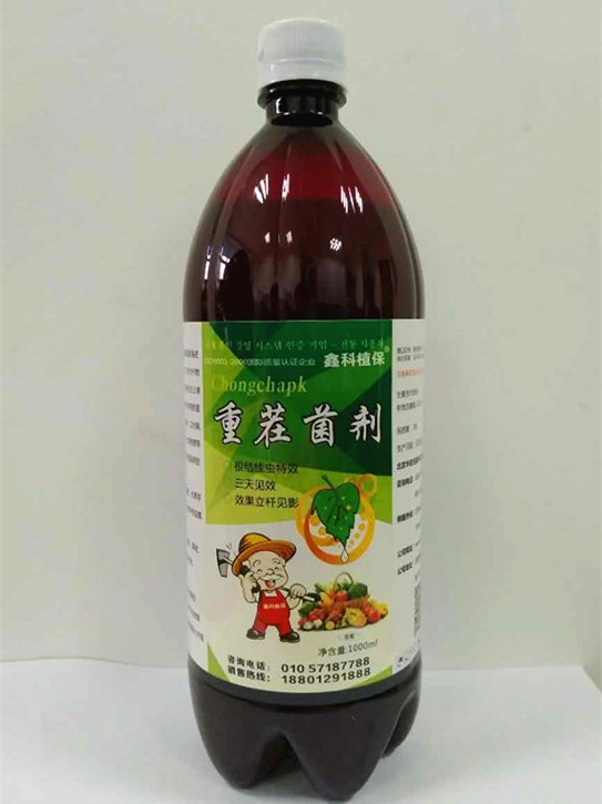 北京鑫科植保姜瘟根腐靈 大姜種植警惕根腐病 鑫科植保*教你防治病害