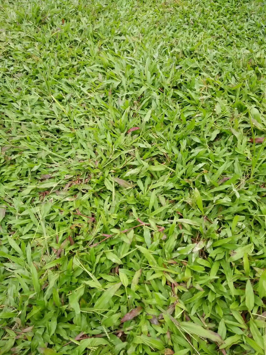 夏威夷卷草 夏威夷卷草廠家批發(fā) 夏威夷卷草種植基地 廣東夏威夷卷草批發(fā)價格