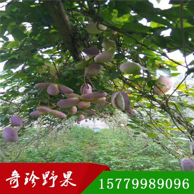 八月瓜  八月炸種苗