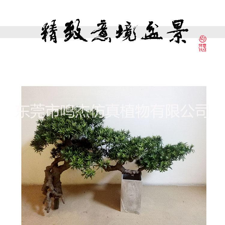 植物盆景景觀工藝品室內庭院擺設 東莞植物盆景植物盆景生產廠家  仿真羅漢松盆景工藝品BC106