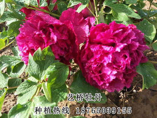 菏澤觀賞牡丹 菏澤觀賞牡丹種植